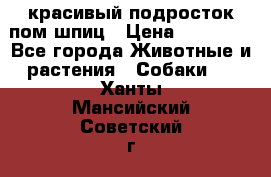 красивый подросток пом шпиц › Цена ­ 30 000 - Все города Животные и растения » Собаки   . Ханты-Мансийский,Советский г.